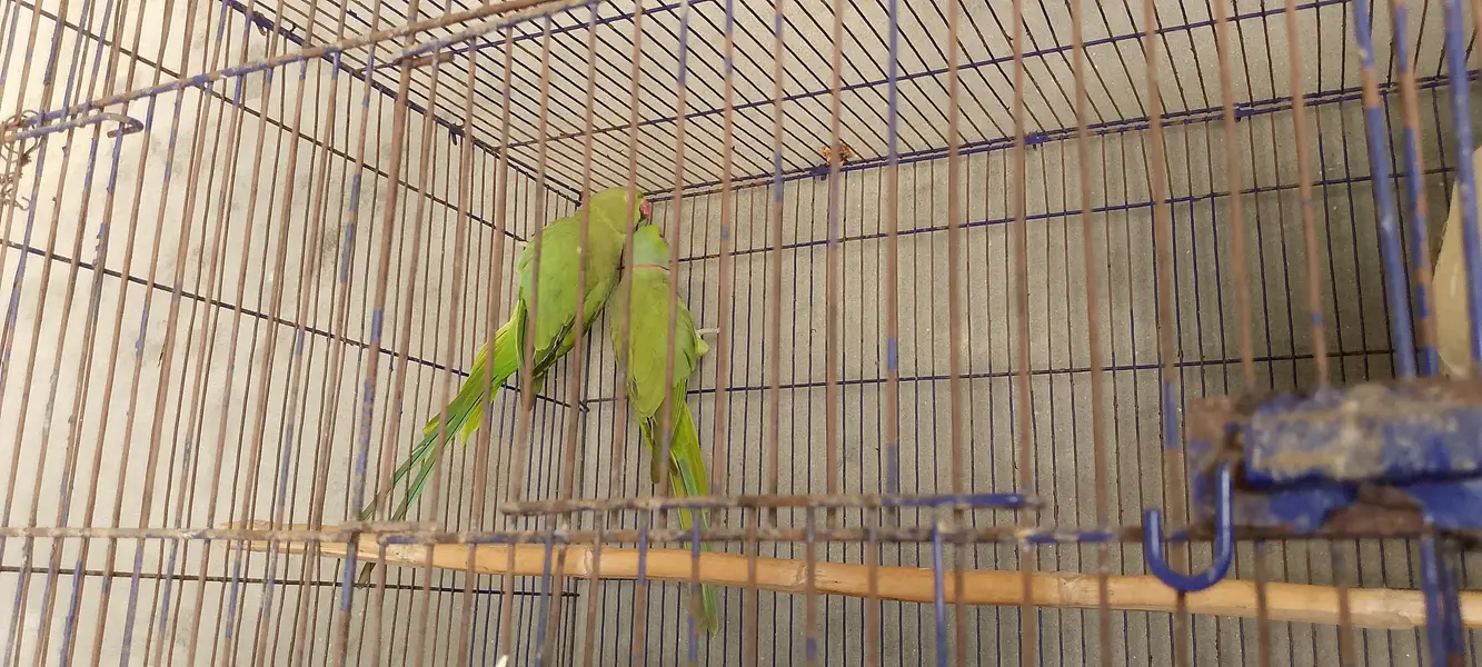 green parrot — photo 2