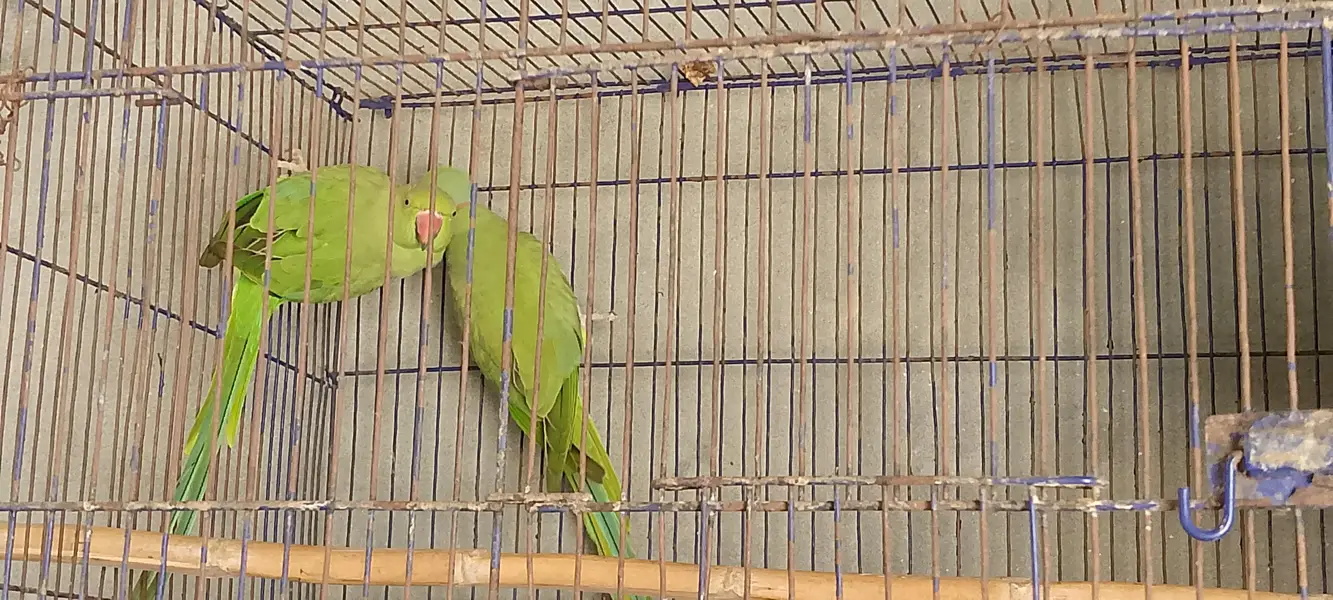 green parrot — photo 3
