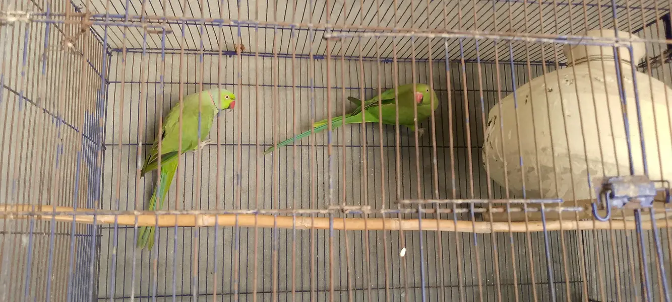 green parrot — photo 4