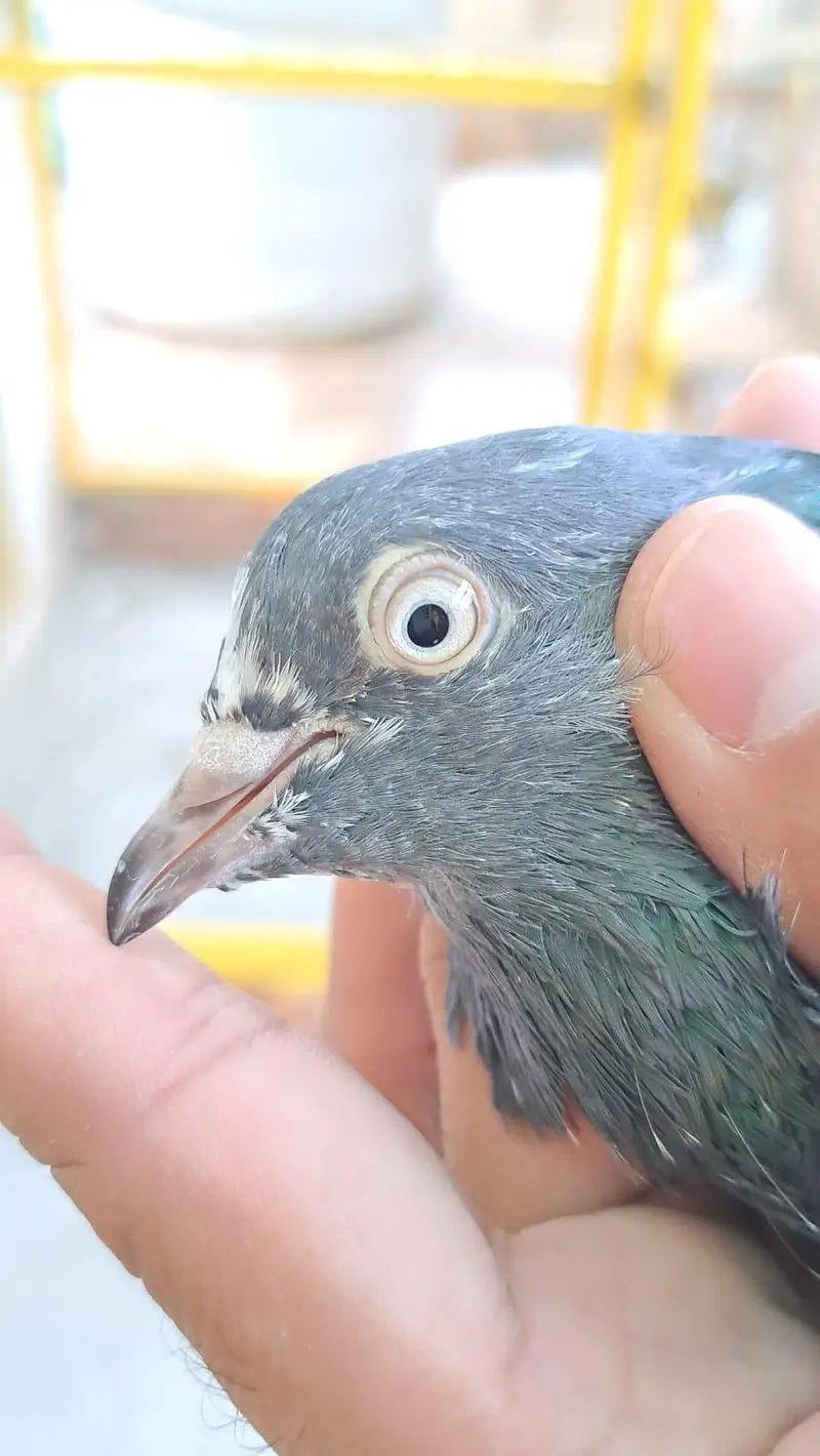 High Flying pigeon — photo 2