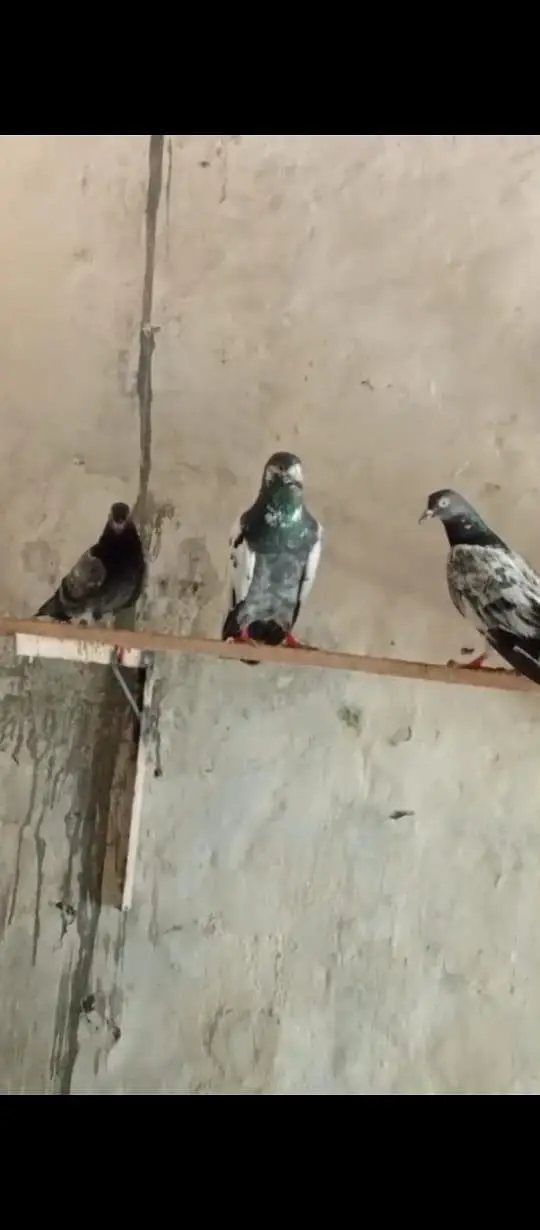 High Flying pigeon — photo 3
