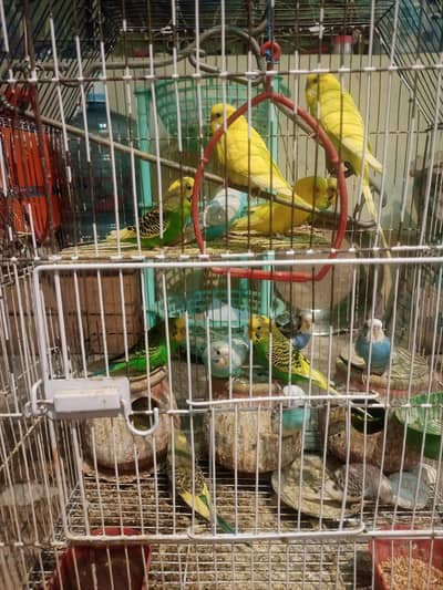 Parrots