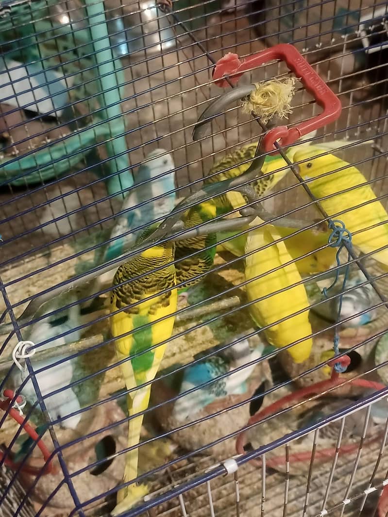 Parrots 1