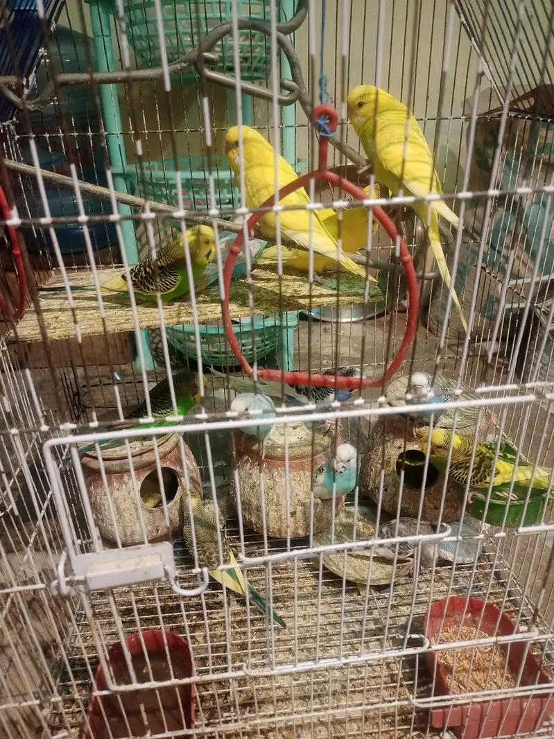 Parrots — photo 3
