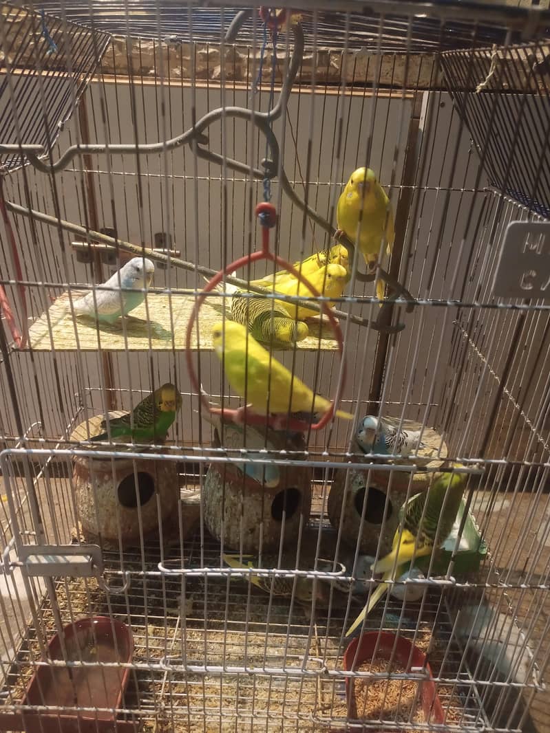 Parrots 3