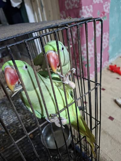Raw Healthy Parrot
