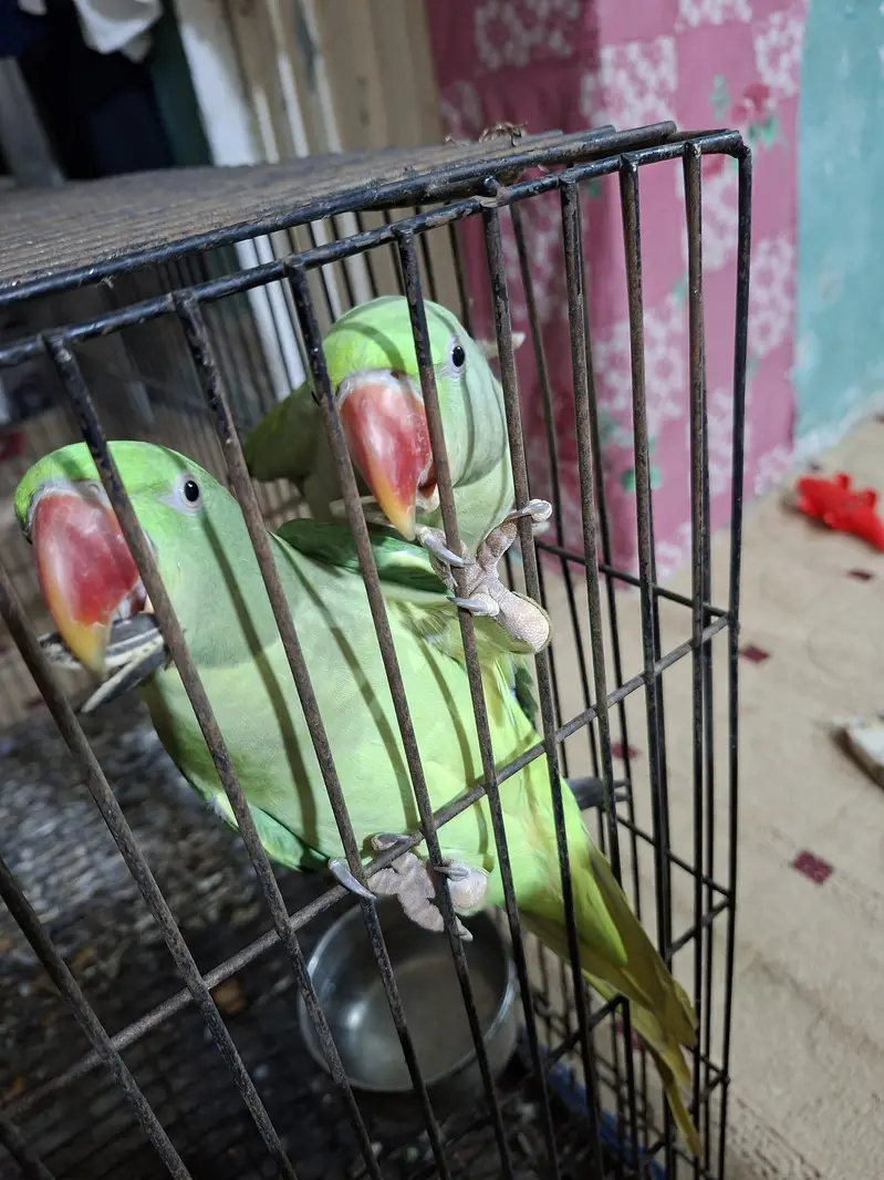 Raw Healthy Parrot