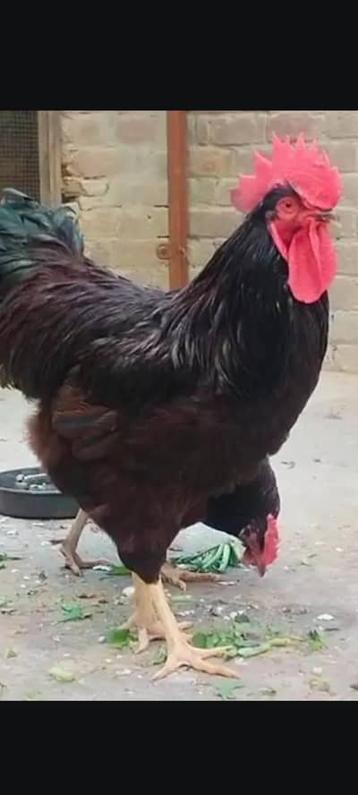 rhode island red rir heritage and black Australorp heritage foresale