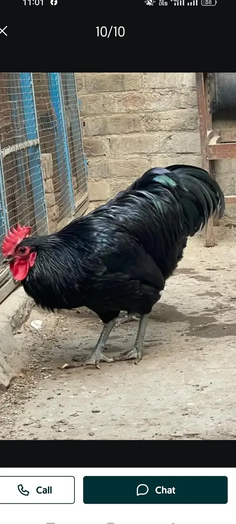 rhode island red rir heritage and black Australorp heritage foresale — photo 3