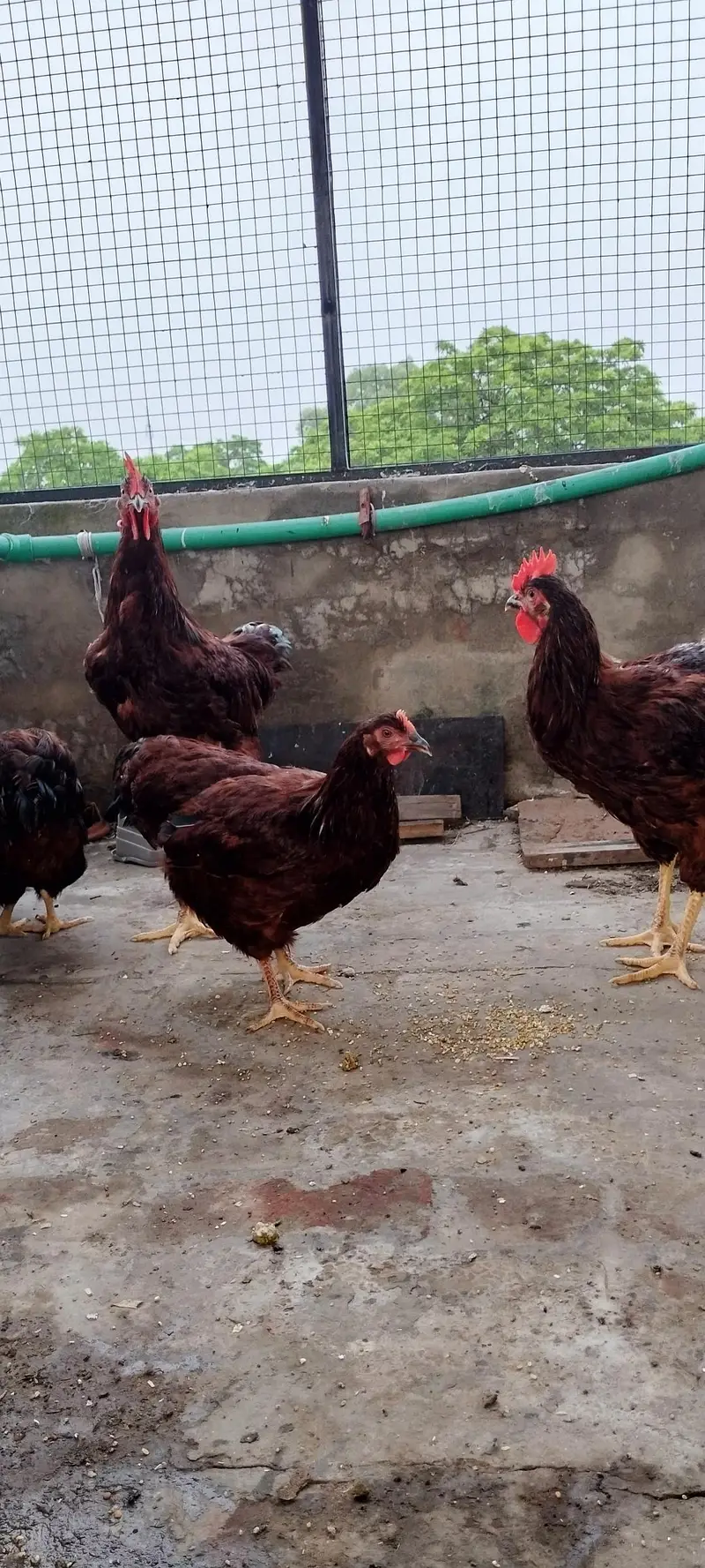rhode island red rir heritage and black Australorp heritage foresale — photo 4