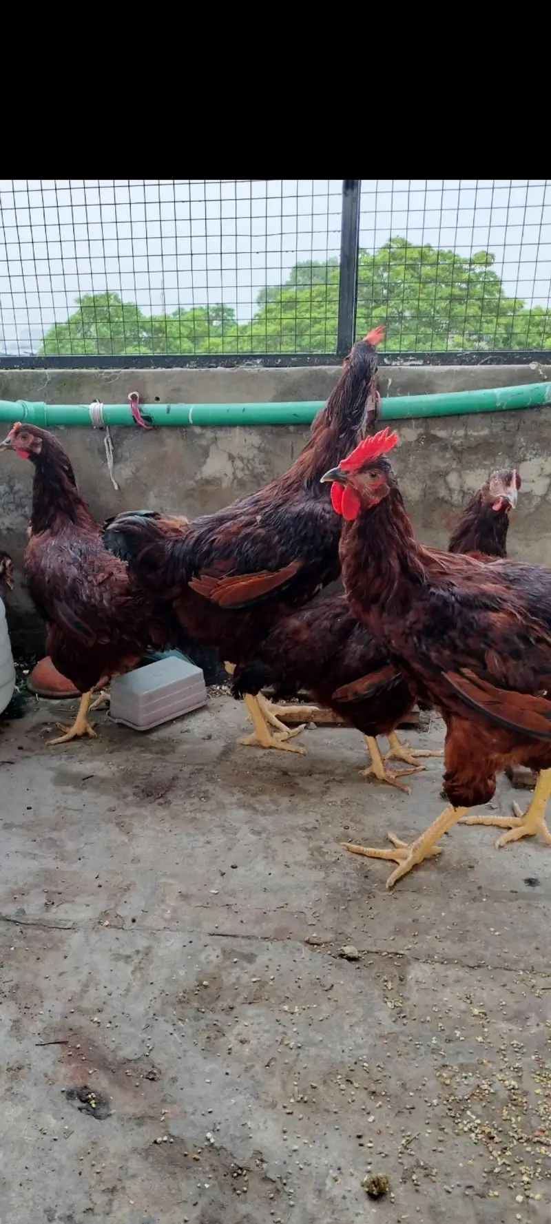 rhode island red rir heritage and black Australorp heritage foresale — photo 5