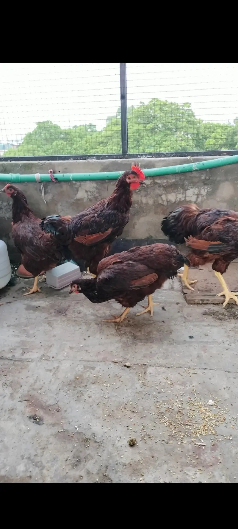 rhode island red rir heritage and black Australorp heritage foresale — photo 6