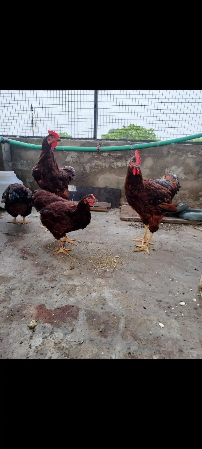 rhode island red rir heritage and black Australorp heritage foresale — photo 7