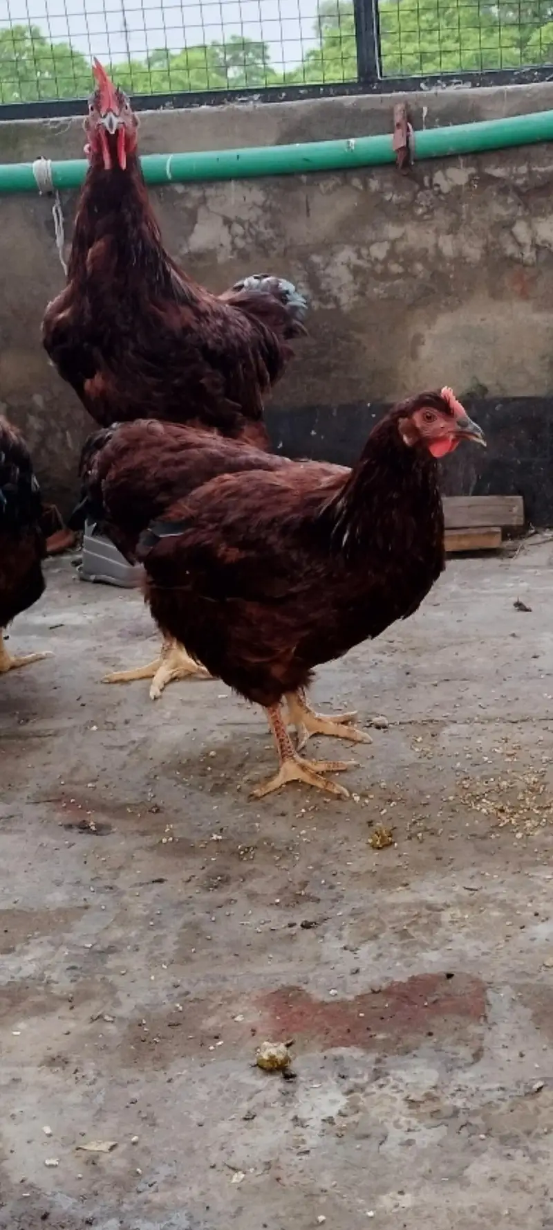 rhode island red rir heritage and black Australorp heritage foresale — photo 8