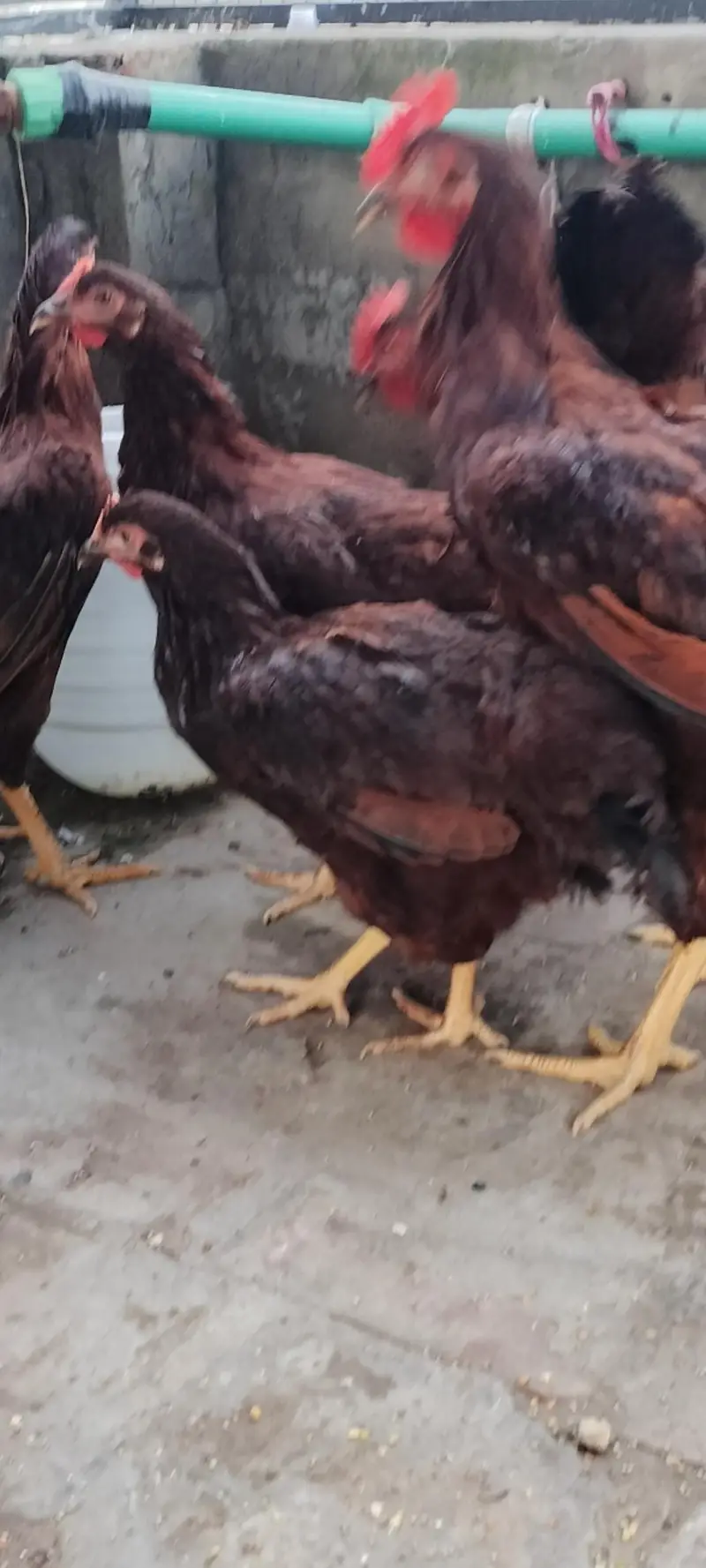rhode island red rir heritage and black Australorp heritage foresale — photo 9