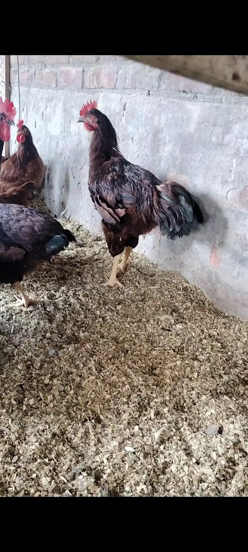 rhode island red rir heritage and black Australorp heritage foresale — photo 10