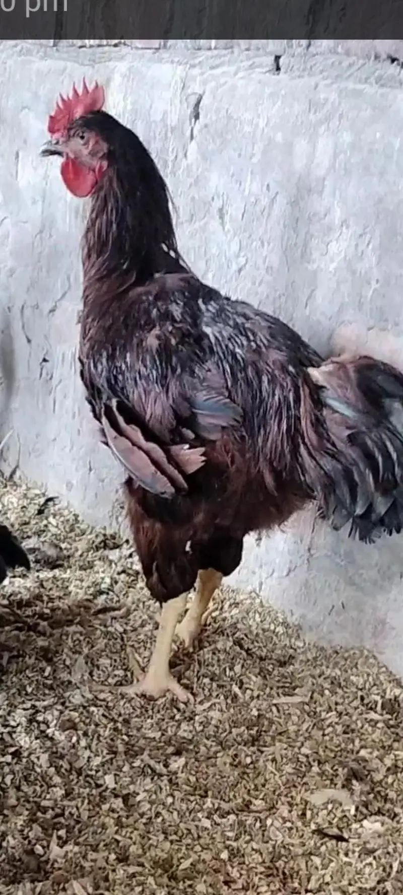 rhode island red rir heritage and black Australorp heritage foresale — photo 11