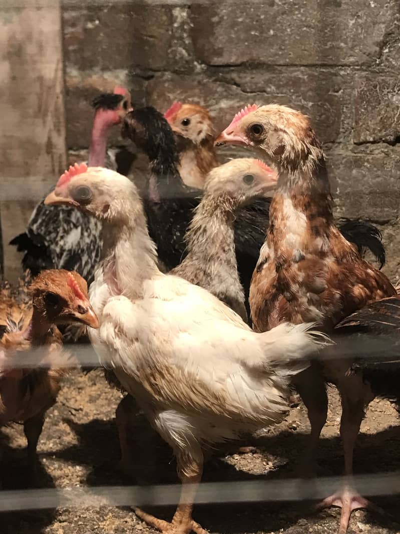 Desi chicks 2