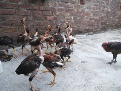 ASEEL CHICKS