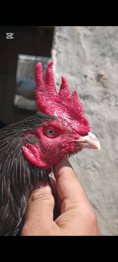 LASSANI BENGUM MURGA