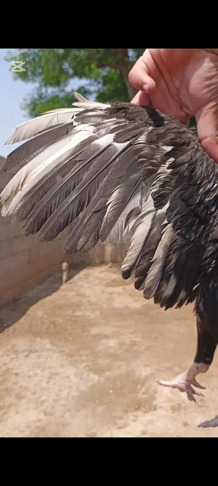 LASSANI BENGUM MURGA — photo 3