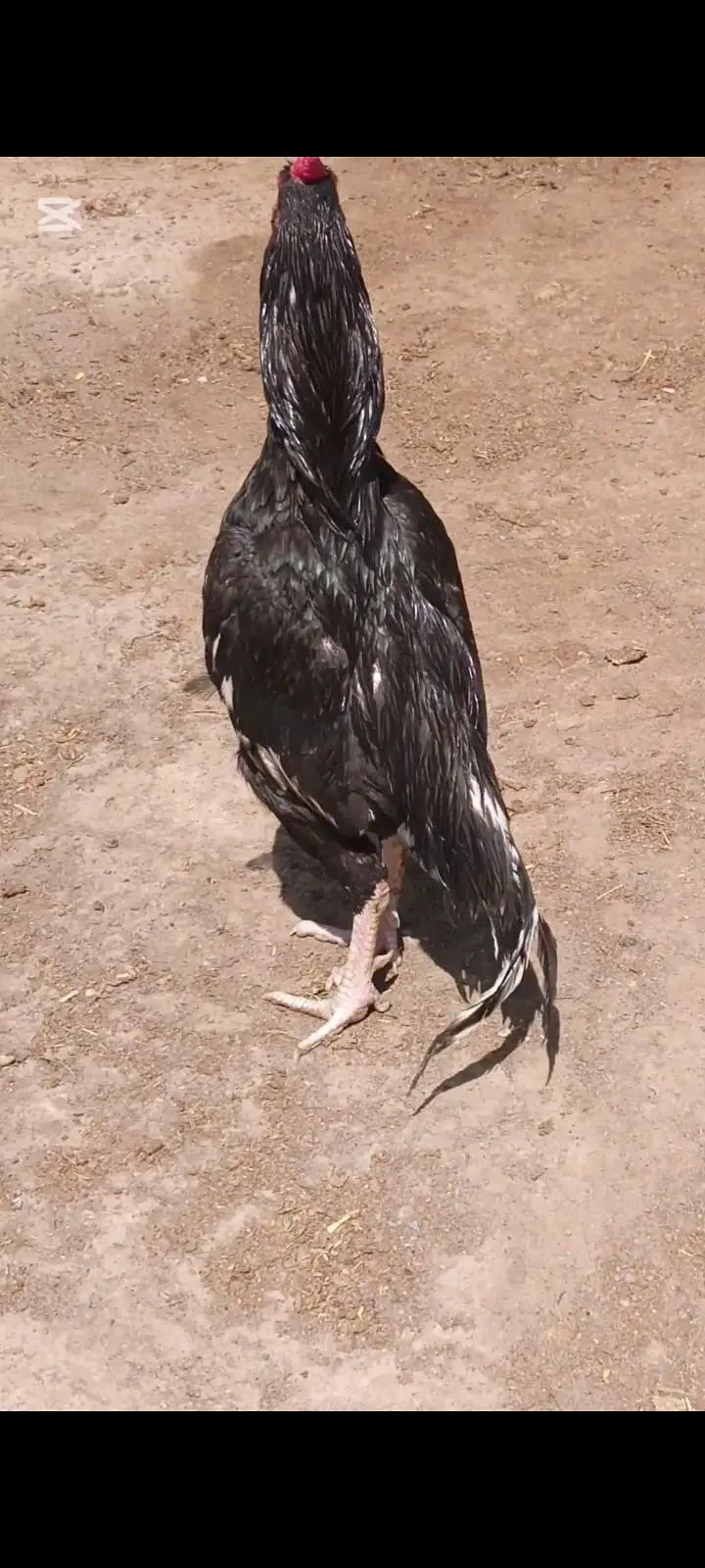 LASSANI BENGUM MURGA — photo 7
