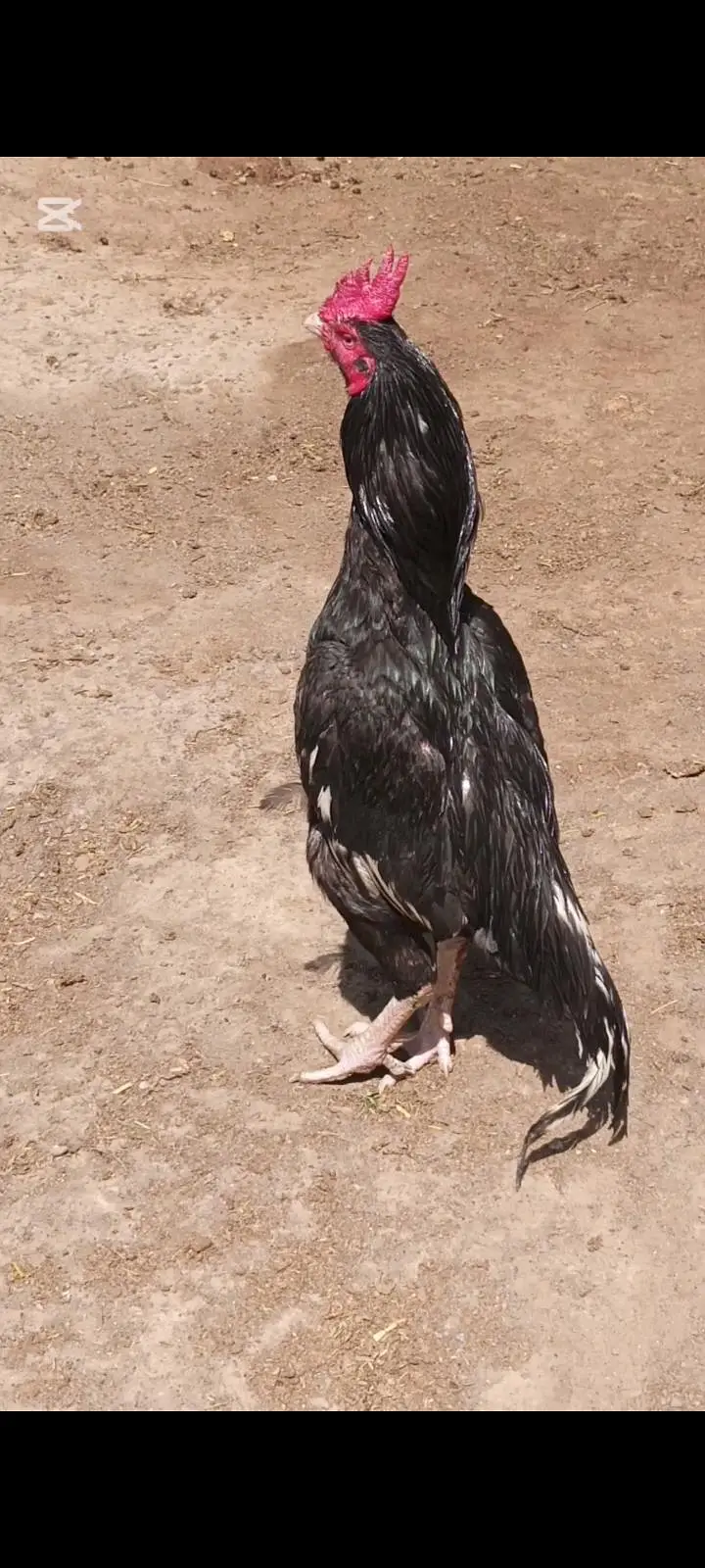LASSANI BENGUM MURGA — photo 8