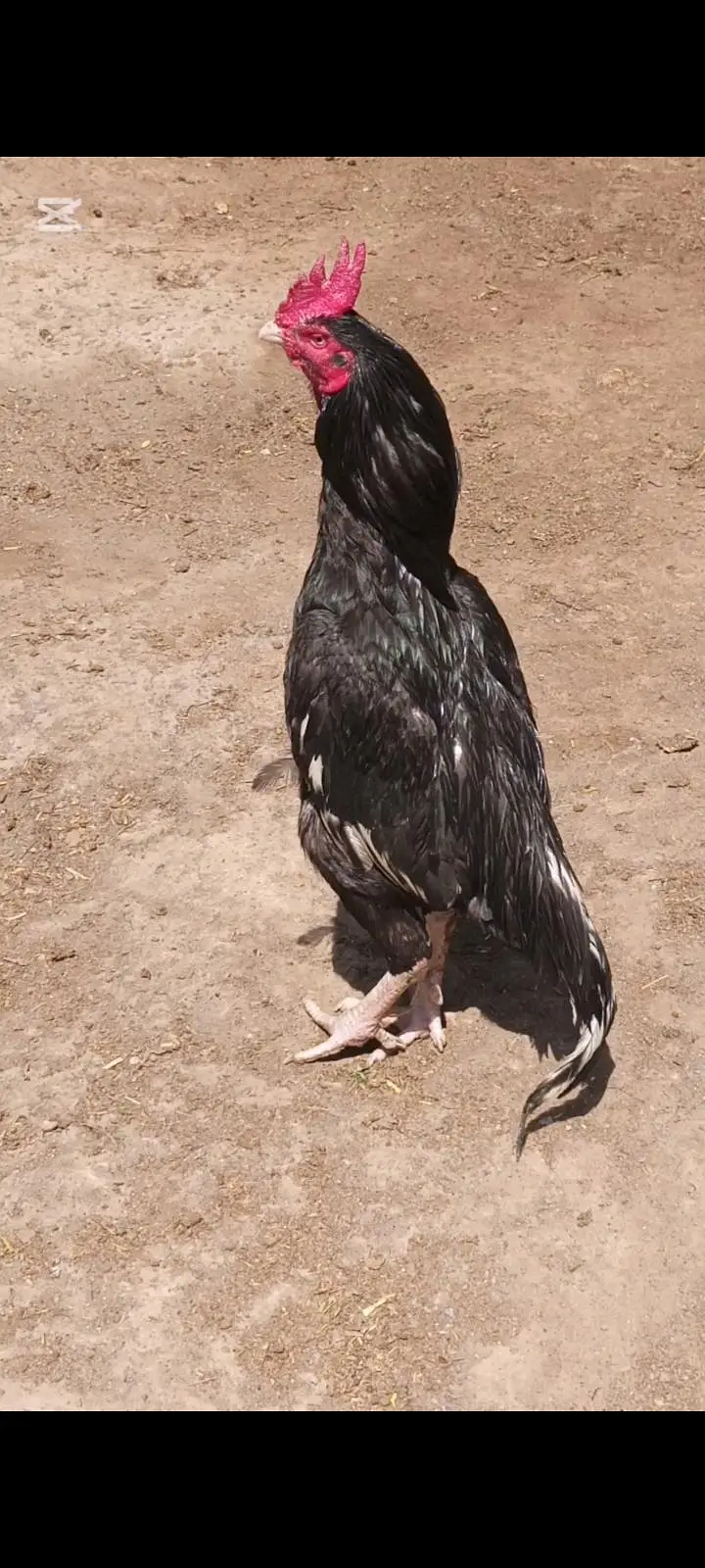 LASSANI BENGUM MURGA — photo 10