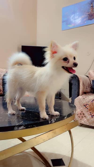 Pure Pomeranian Puppy | Fluffy & Healthy | Urgent Sale