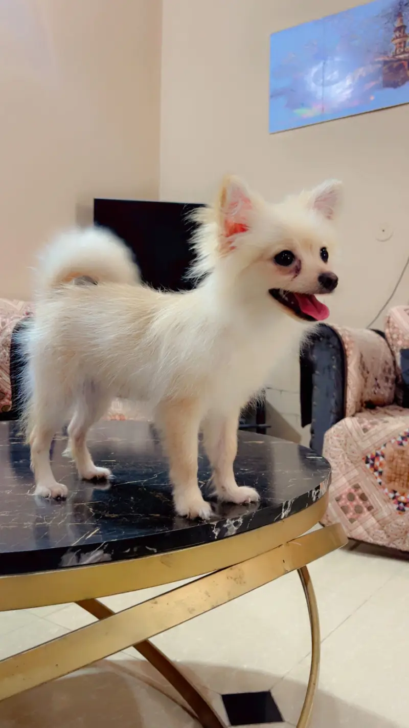 Pure Pomeranian Puppy | Fluffy & Healthy | Urgent Sale