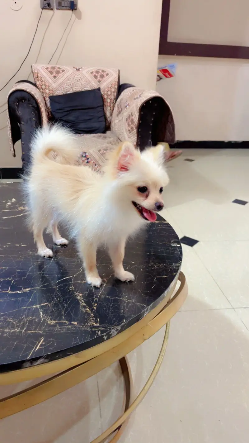 Pure Pomeranian Puppy | Fluffy & Healthy | Urgent Sale — photo 2