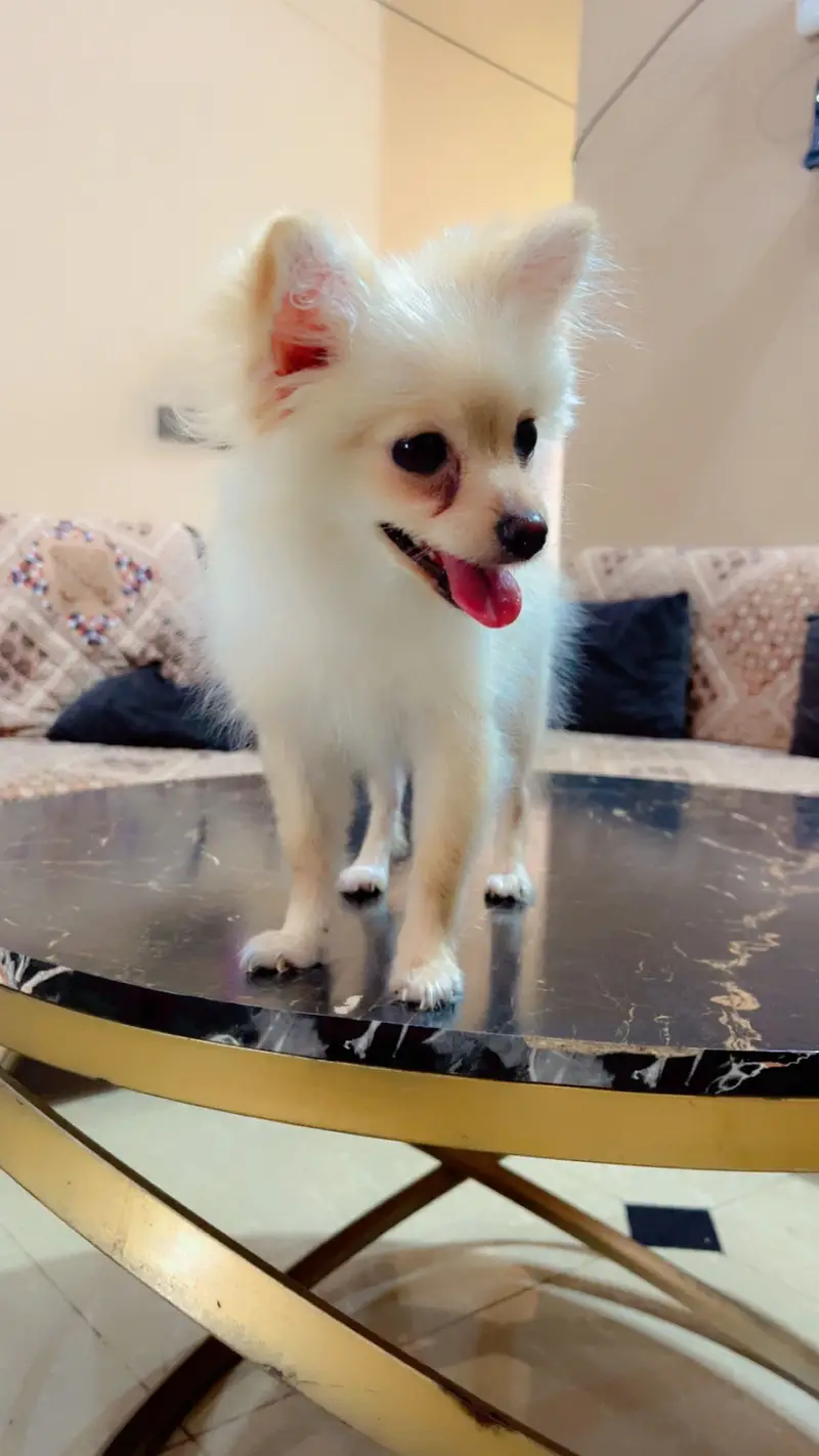 Pure Pomeranian Puppy | Fluffy & Healthy | Urgent Sale — photo 3