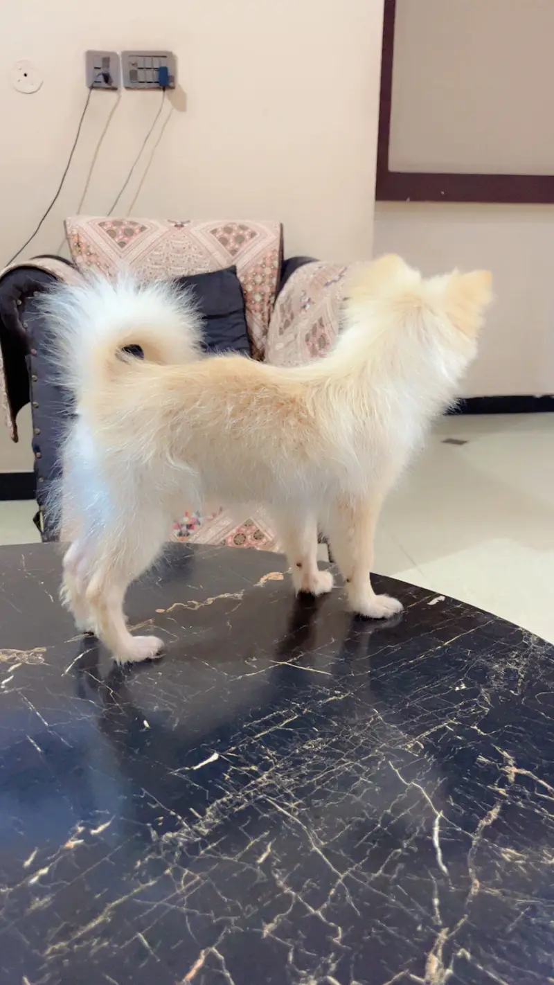 Pure Pomeranian Puppy | Fluffy & Healthy | Urgent Sale — photo 4