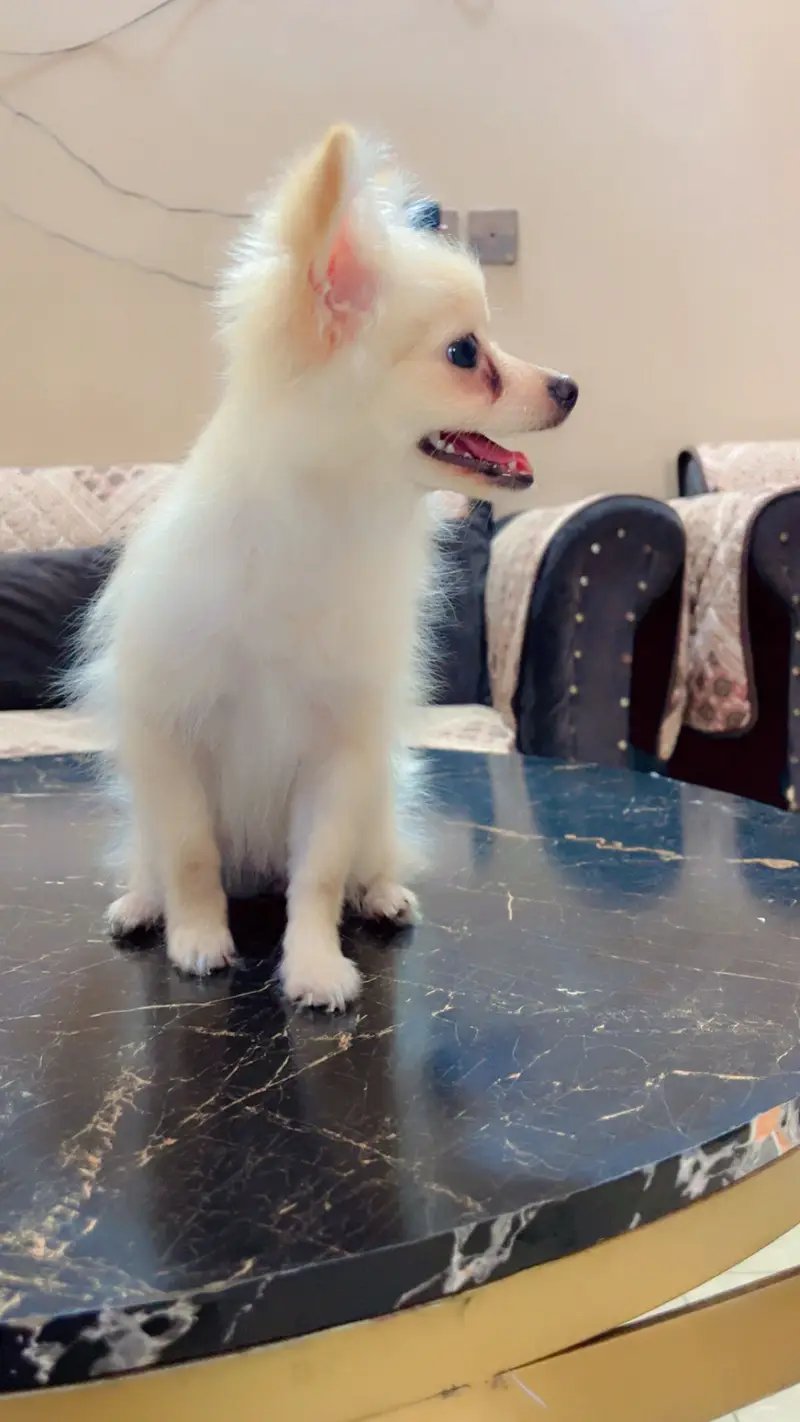 Pure Pomeranian Puppy | Fluffy & Healthy | Urgent Sale — photo 5
