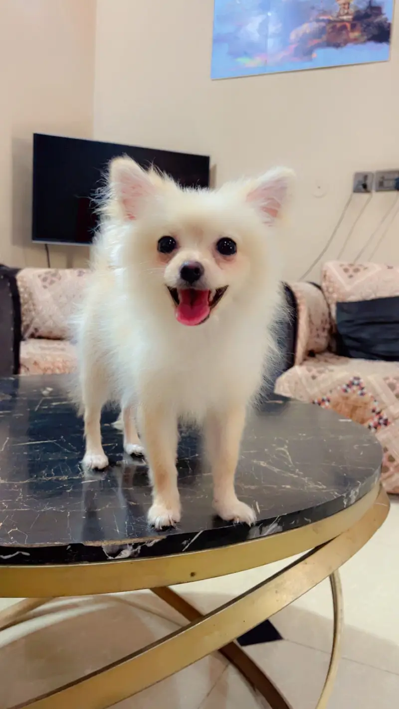 Pure Pomeranian Puppy | Fluffy & Healthy | Urgent Sale — photo 6