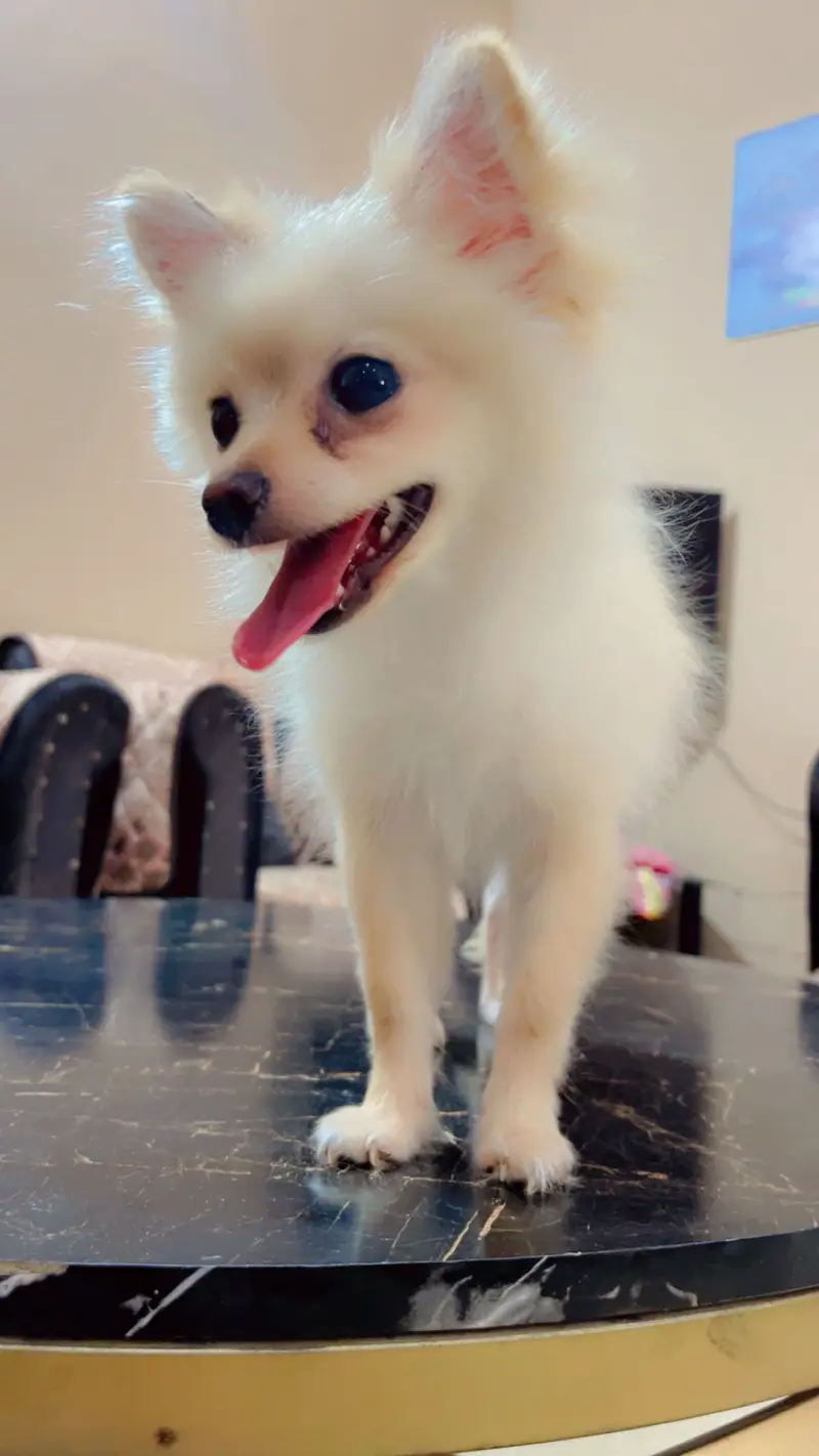 Pure Pomeranian Puppy | Fluffy & Healthy | Urgent Sale — photo 7