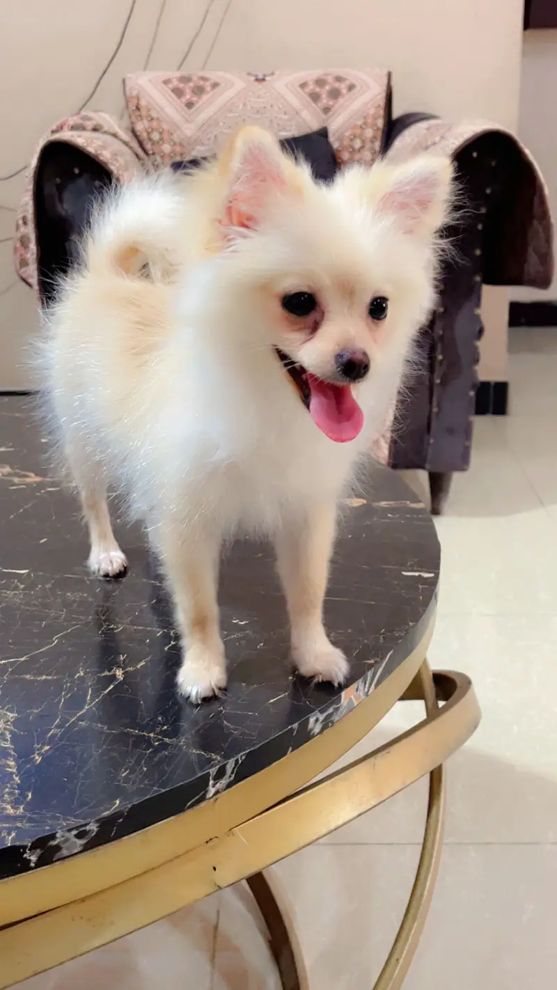 Pure Pomeranian Puppy | Fluffy & Healthy | Urgent Sale — photo 8