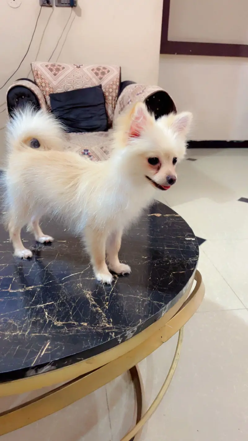 Pure Pomeranian Puppy | Fluffy & Healthy | Urgent Sale — photo 9