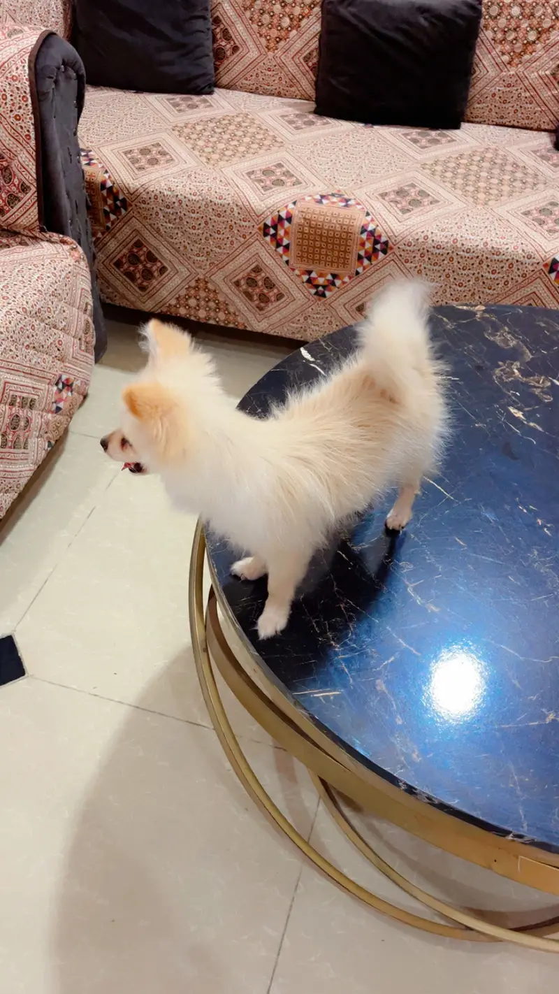 Pure Pomeranian Puppy | Fluffy & Healthy | Urgent Sale — photo 10