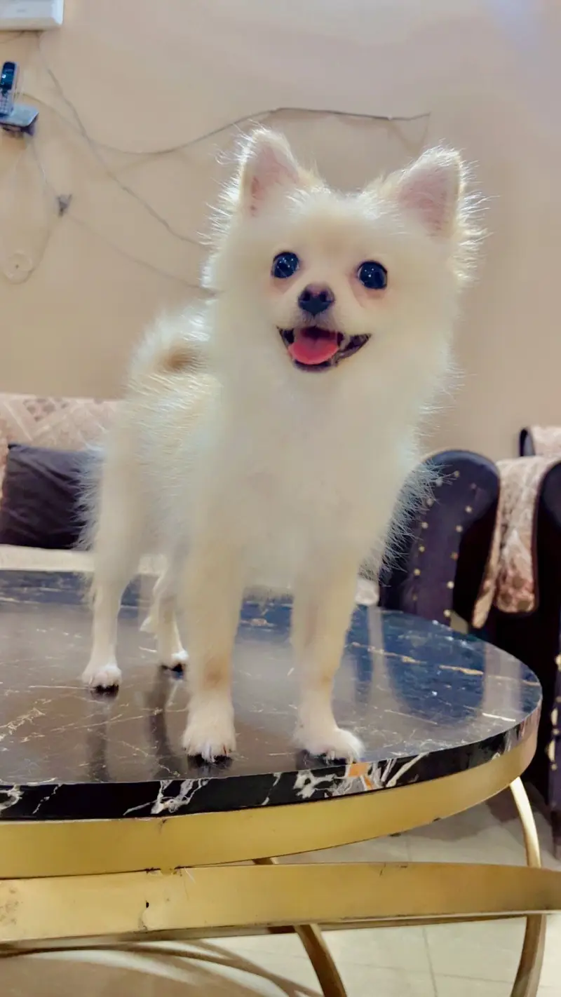 Pure Pomeranian Puppy | Fluffy & Healthy | Urgent Sale — photo 11