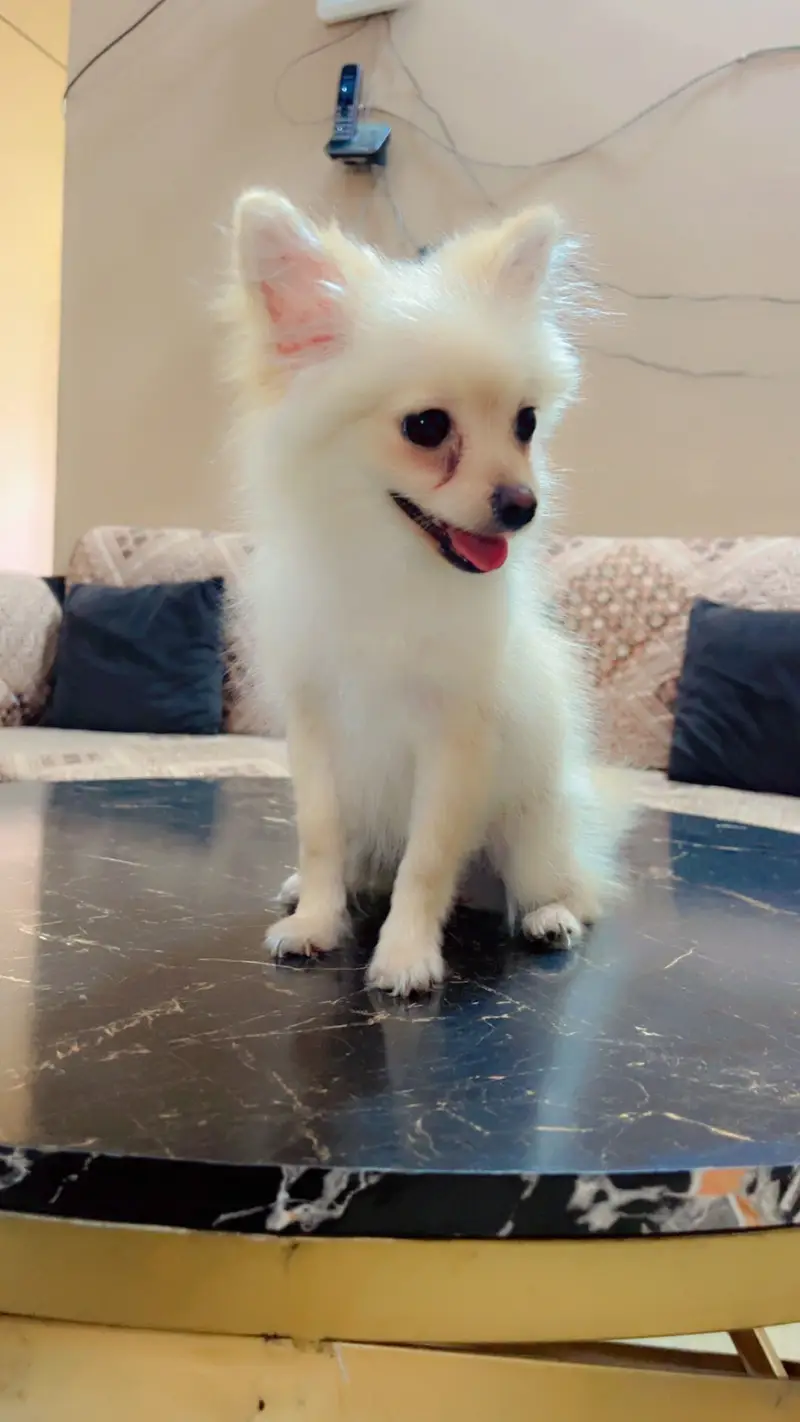 Pure Pomeranian Puppy | Fluffy & Healthy | Urgent Sale — photo 12
