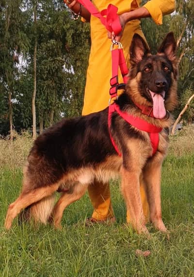 king German Shepherd male age 10 month black mask  long hair for sale