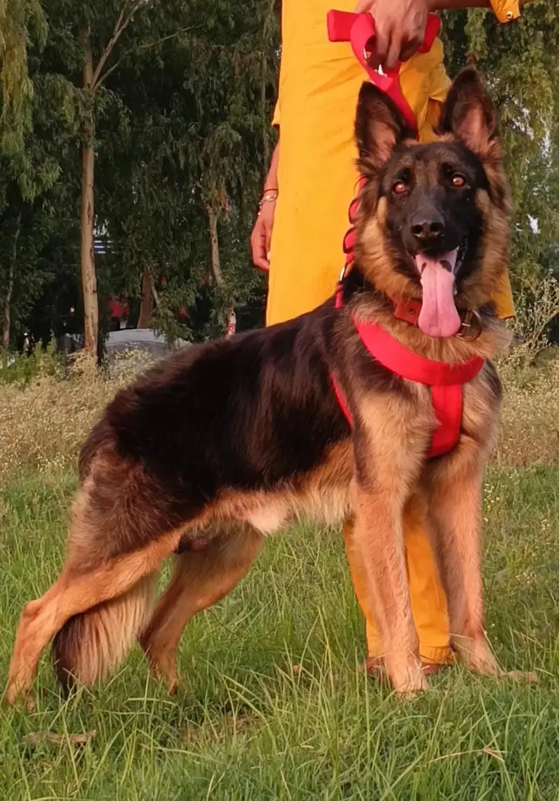 king German Shepherd male age 10 month black mask  long hair for sale — photo 2