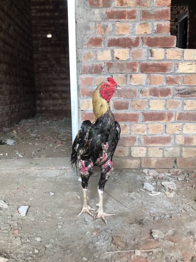 Aseel murga for sale
