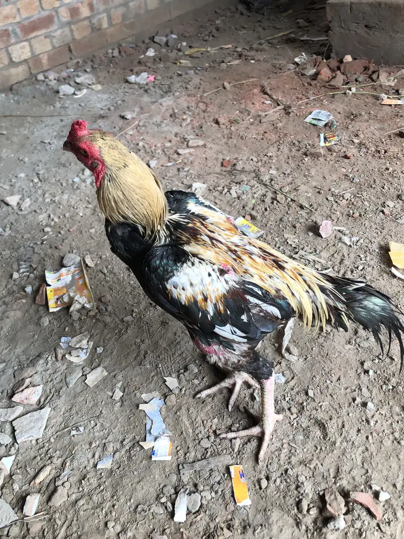 Aseel murga for sale — photo 3