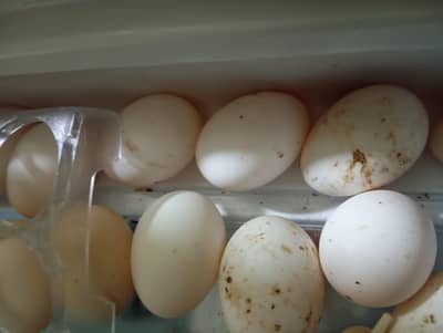 Desi ducks k fresh eggs available