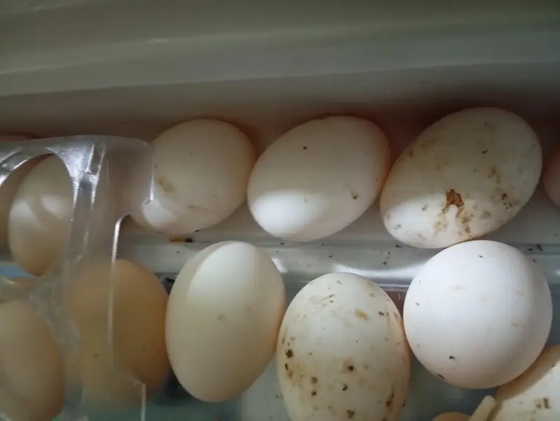 Desi ducks k fresh eggs available