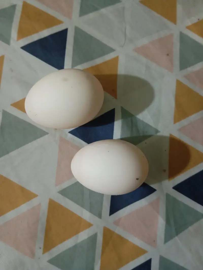 Desi ducks k fresh eggs available — photo 2
