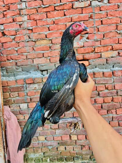 Two aseel females for sale