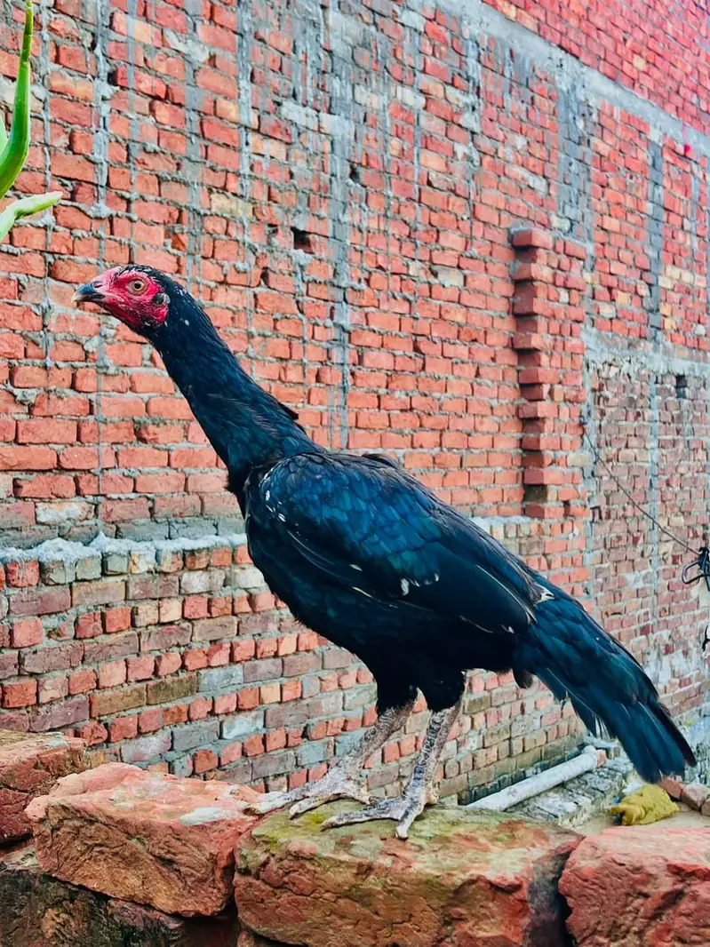 Two aseel females for sale — photo 2